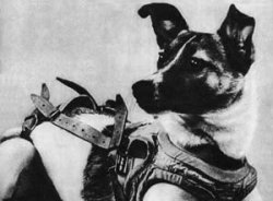 Picture - In 1957, Laika