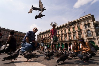 Pigeons, Marketplace, Milan, Birds - Free image - 229932